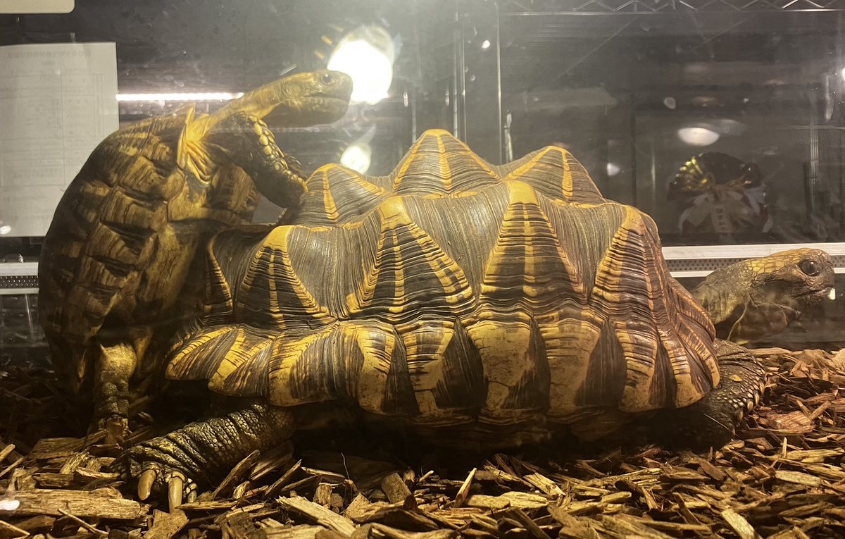 爬虫類喫茶Asche on X