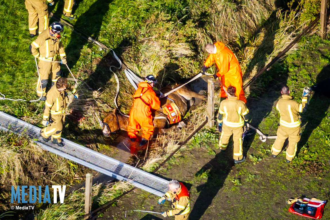 Paard in de sloot gered door brandweer