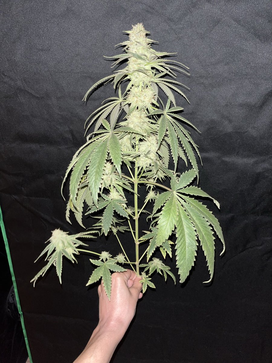 Iman Van Ruler (@imanruler) on Twitter photo 