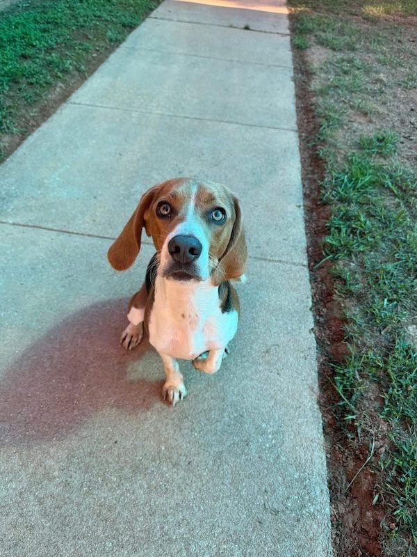 Meet some adorable, adoptable beagles Saturday October 25th from 11-1 PM at Rosecomb Beer Garden! 
facebook.com/events/1550063…