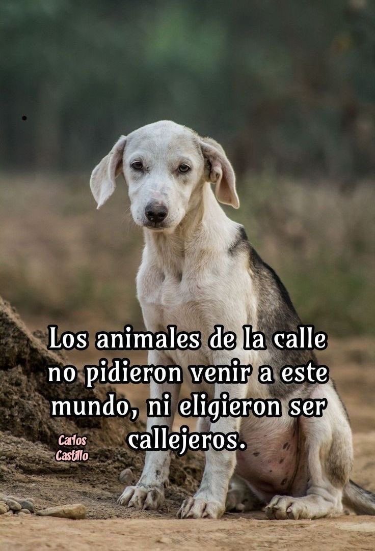 AlmasDeLaCalle's tweet photo. Callejero

Callejero…
así me llaman los que jamás escucharon mi historia.
Soy el que camina entre sombras y polvo,
el que busca caricias en rostros que esquivan la mirada.

Fui cachorro de un sueño roto,
hijo de promesas que el viento dispersó.
Mi cuna fue el frío,
mi cobija el silencio,
mi alimento la esperanza.

A veces el sol me abraza,
a veces la lluvia me limpia las heridas,
y cuando la noche llega,
mi corazón sigue creyendo que alguien entenderá mi idioma.

Callejero, sí…
pero también guerrero,
sobreviviente de un mundo que olvida,
testigo de una humanidad que aún puede redimirse.

Cada paso que doy lleva una lección:
quien aprende a mirar mis ojos
descubre el verdadero sentido del amor.

Yo no elegí este destino,
pero transformé el abandono en fe,
y el dolor en ternura.
Porque mientras existan manos que rescaten,
la palabra “callejero” seguirá escribiéndose con dignidad.

#RescataAma #AlmasDeLaCalle #Callejero #AmorQueSalva #AdoptaConElCorazón @AlmasDeLaCalle