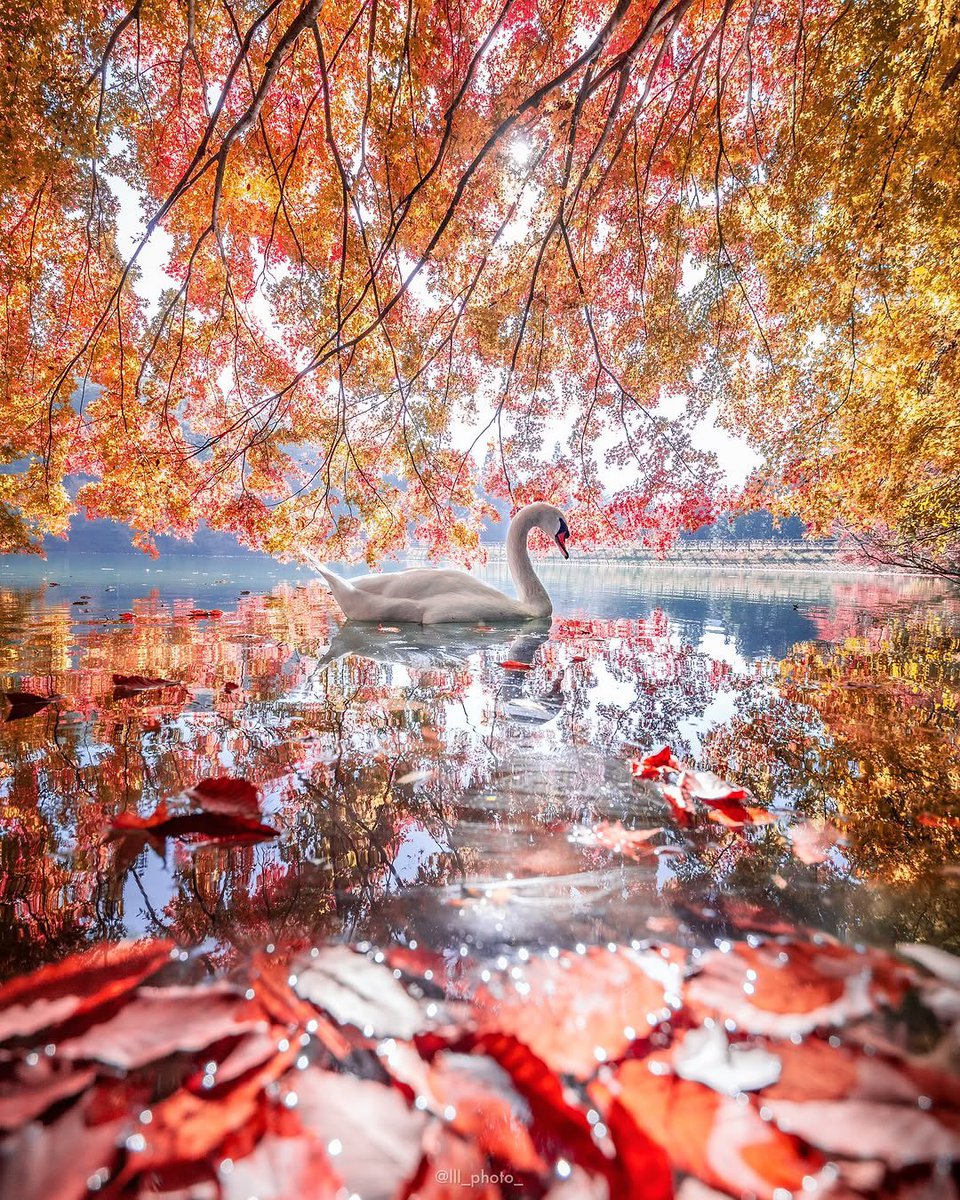 JeanetteEliz's tweet image. Hello Everyone! 🧡🍁🍂 Have a beautiful day 💞🌸💕