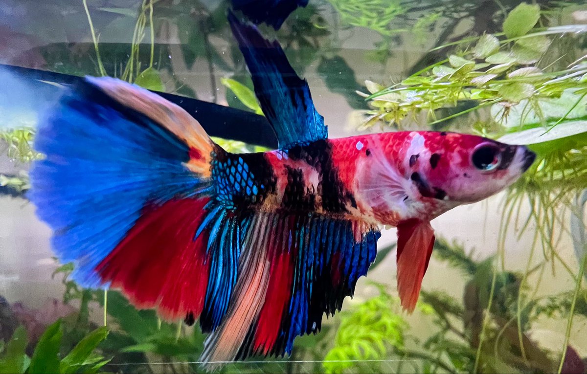 TransientCode's tweet image. I have great respect for folks who draw pixel fish. I tried drawing our resident bad bitch Smol and failed miserably