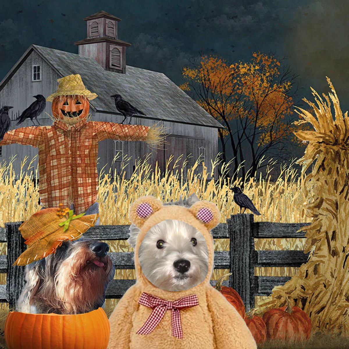 Not a teckel but me is ready for Halloween your friend Seeley 🩷💜💙🐾🐾😘😘🪻🪻