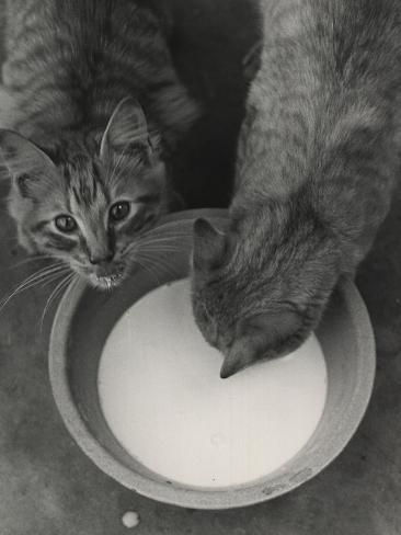 the furry
rumors
may be true
perhaps they
are the martians
anciently invading
still sipping from
their saucers

#vss365
