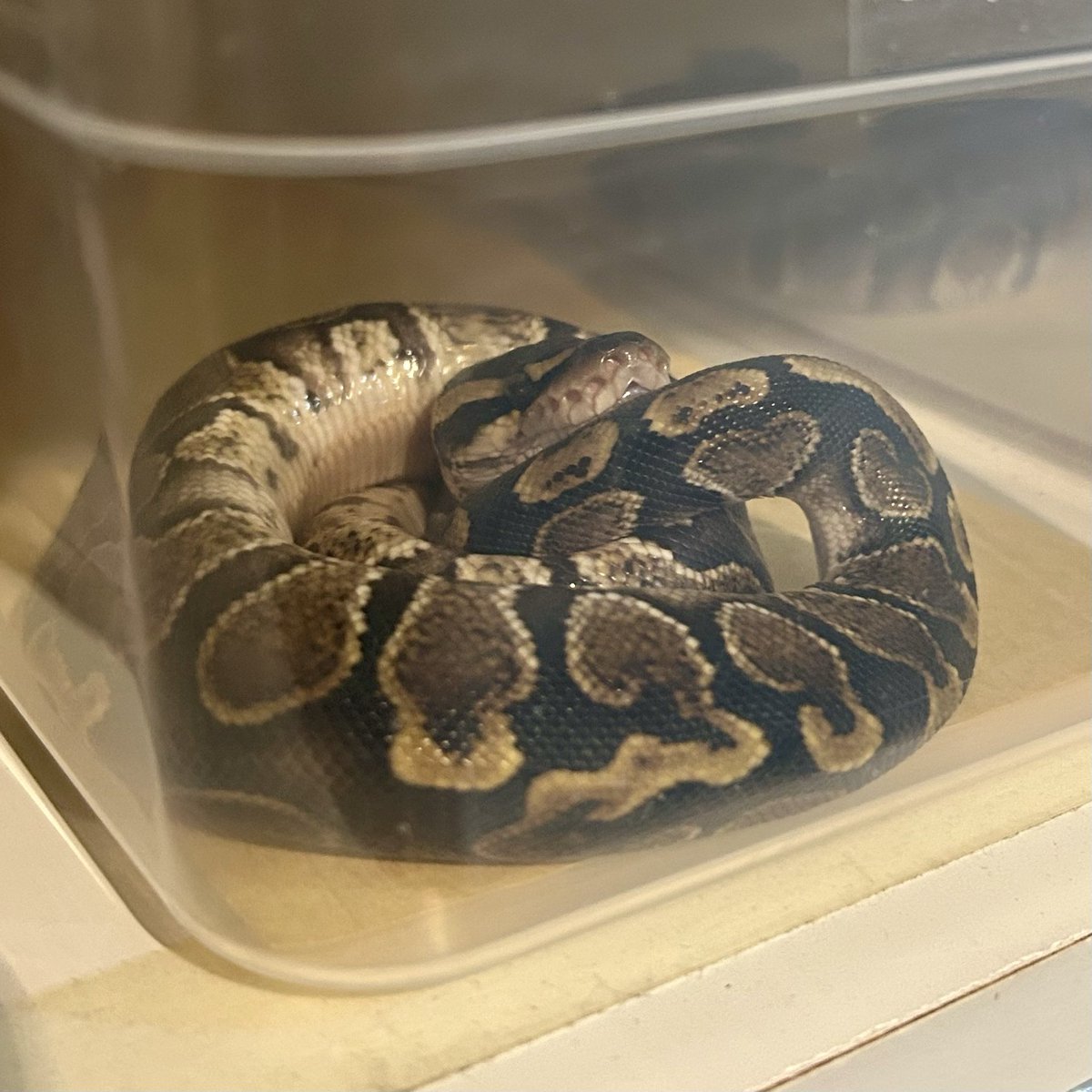 Kayo296's tweet image. 個性的な寝方🥰
#ボールパイソン #ballpython
GHI 66%het Clown♂(MVCB)