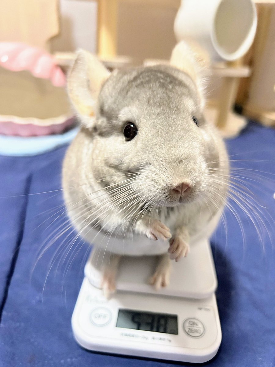 ﾁﾝﾁﾗのトロくんとテトくんᵃⁿᵈﾗｲｵﾝﾄﾞﾜｰﾌﾗﾋﾞｯﾄのハクくん on X