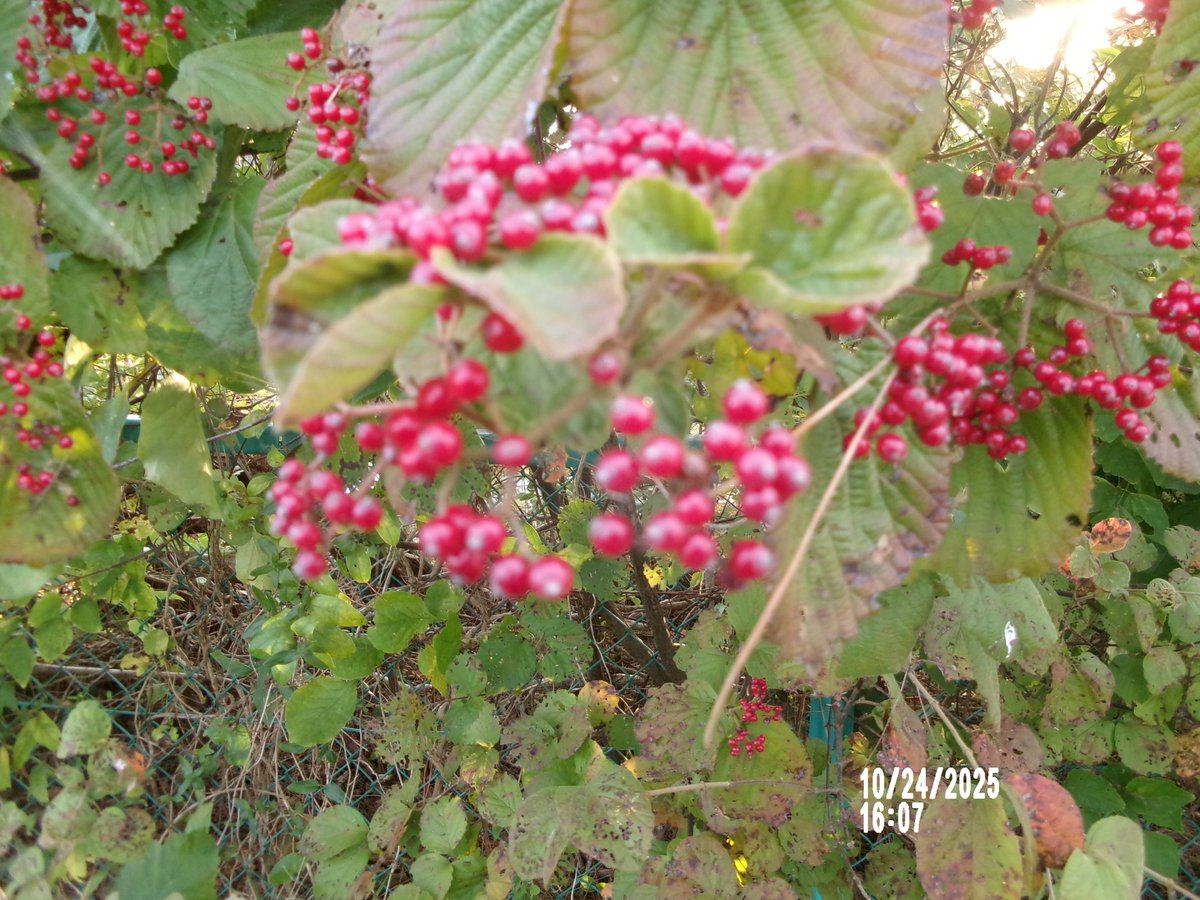 のりちゃん2 on X