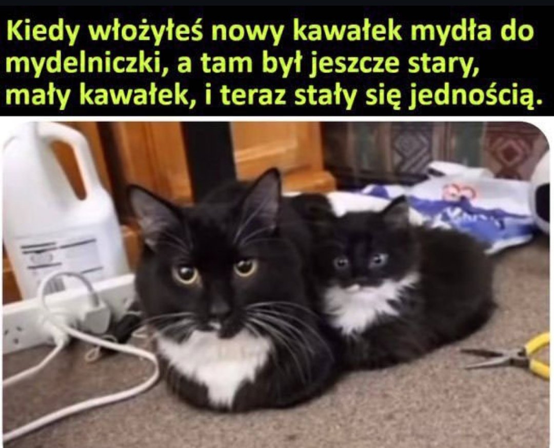 Franz Hrad i kot Burbon (@franzhrad) on Twitter photo 