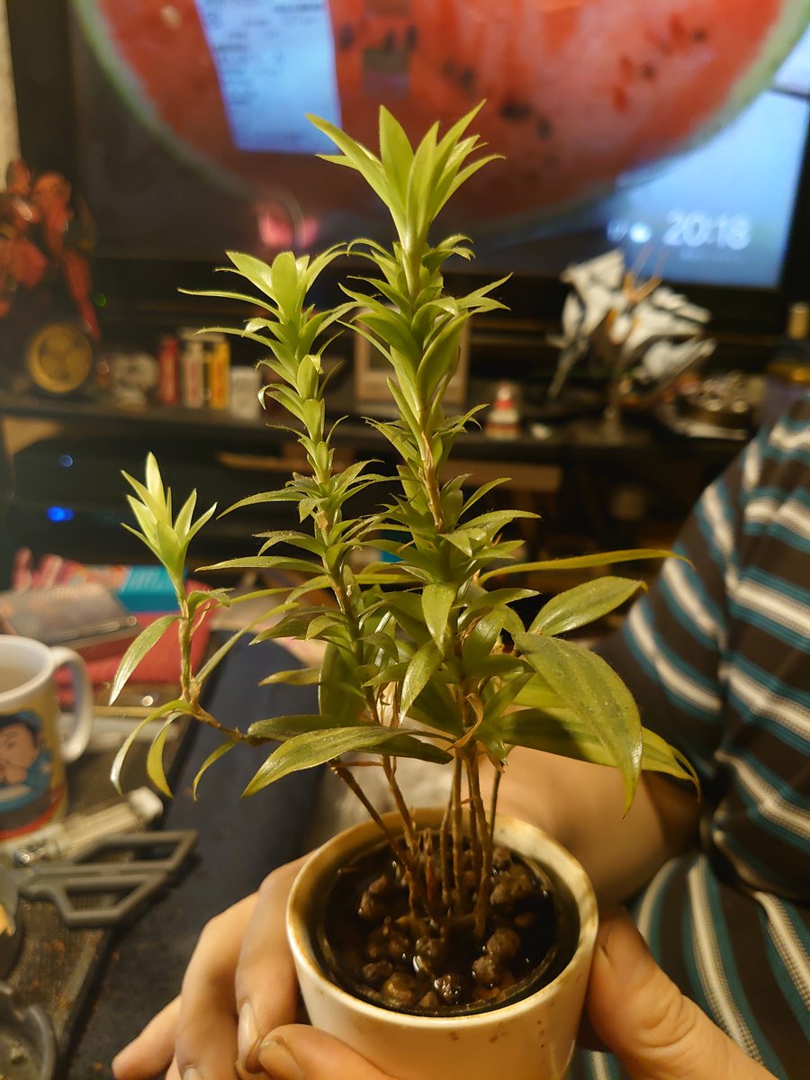 ルル🏳️‍🌈 on X