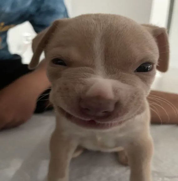 Nevez Gfx tweet media