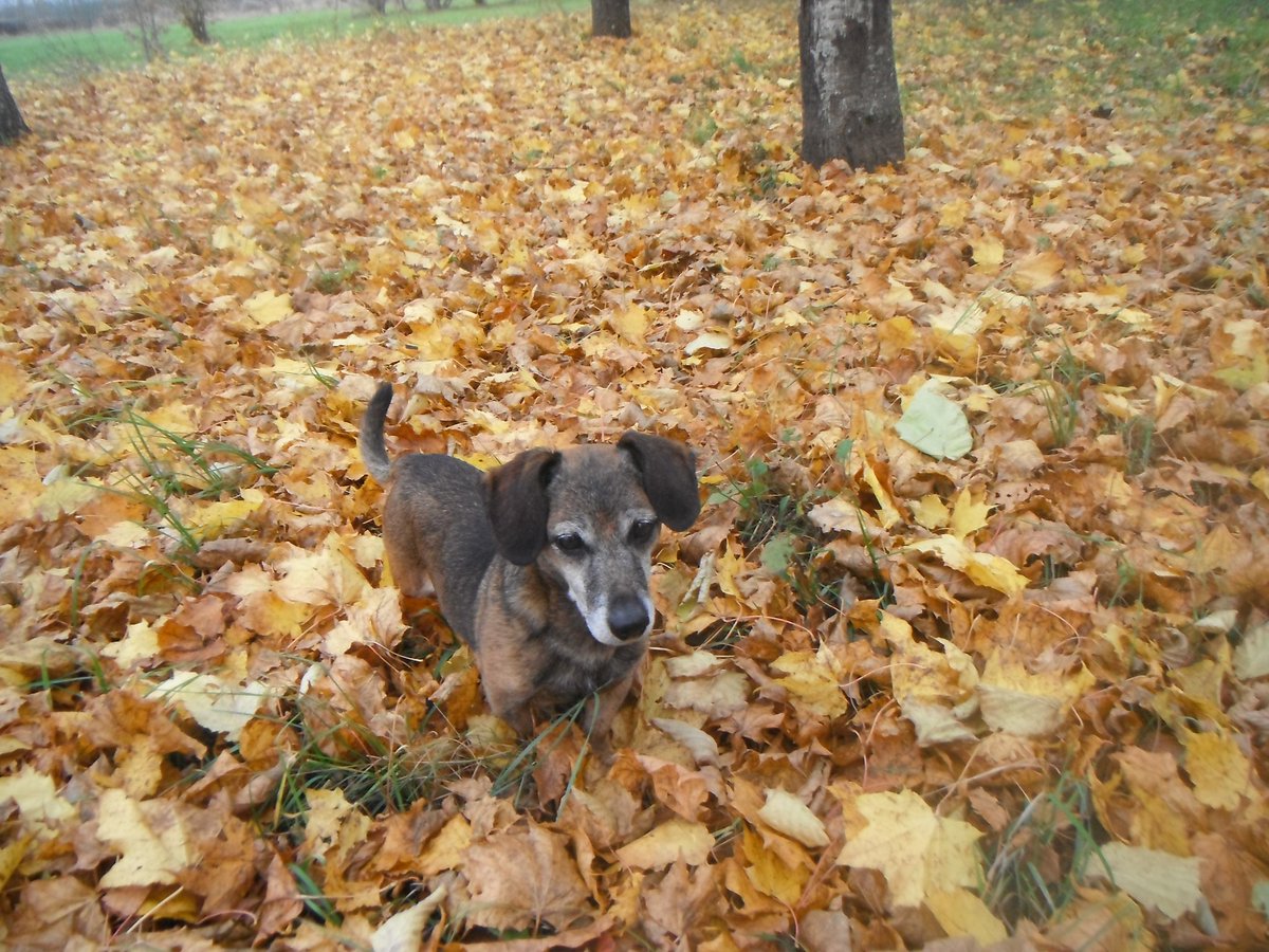 Lakijam arī patīk rudens