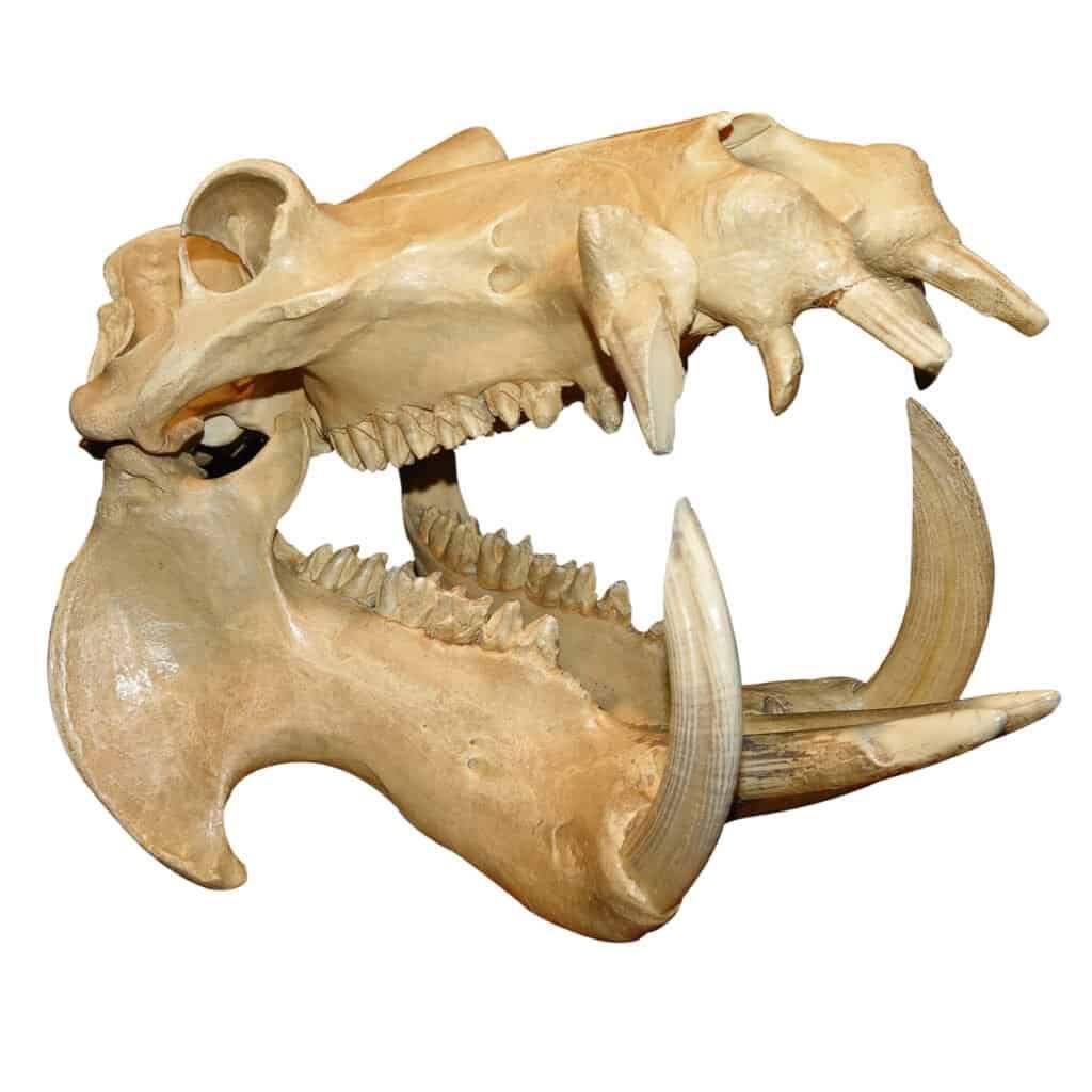 afrkml's tweet photo. Tengkorak hewan yg di frame kiri adalah milik hewan yg masih hidup di tengah2 kita.

Sementara frame kanan adalah bentuk hewannya jika tengkorak tsb digambar seperti cara ilmuwan zaman dulu memvisualisasikan tengkorak dinosaurus.

Coba tebak hewan apa ini aslinya? 🤣🫵🏻 https://t.co/1OCgNsjRgZ