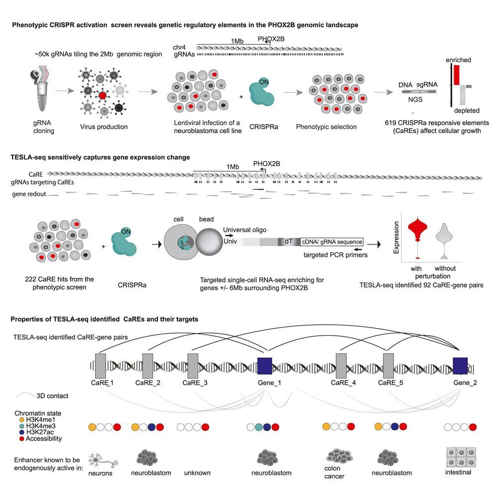 Sensitive dissection of a genomic regulatory landscape using bulk and targeted single-cell activation. #GenomicRegulation #Genomics #SingleCell #RNAseq <a href="/CellGenomics/">Cell Genomics</a> 
cell.com/cell-genomics/…