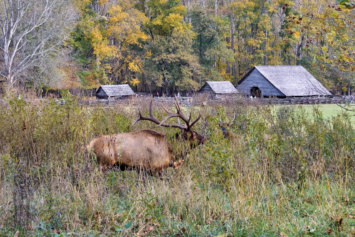 DeepGreens2's tweet image. Happy Friday! #Fall #GSMNP #Smokies #Photography