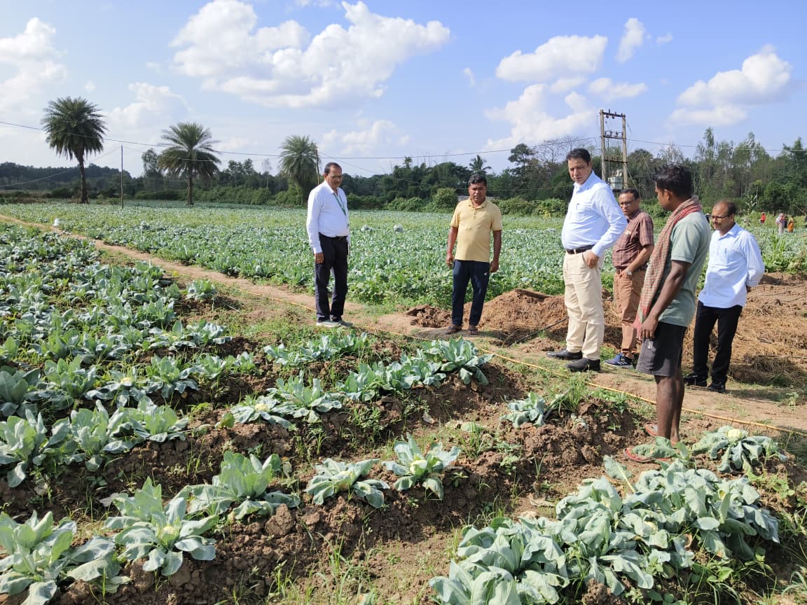 DMnabarangpur's tweet image. Visited Chattabeda village to inspect the thriving vegetable farming site, witnessing firsthand the hard work blooming into bountiful harvests. Farmers for championing local livelihood initiatives. #VegetableFarming @CMO_Odisha @Horticultureod1