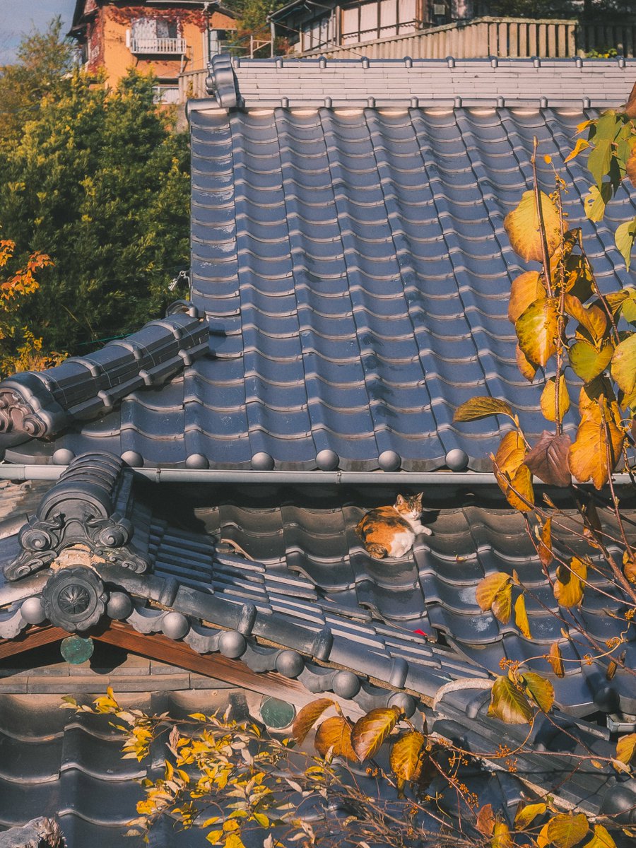 しっぽMk.Ⅲ (@9tAqwSn32cypiME) / Posts / X