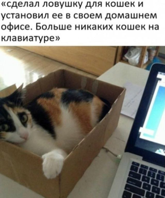 🐾 Borsique 🐾 😺 tweet media