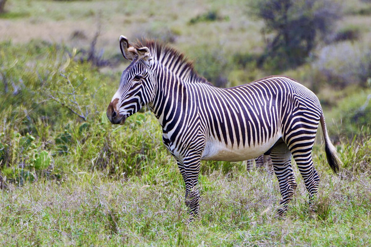 The Grevy’s zebra (Equus grevyi) is the largest and most endangered of the three zebra species, with fewer than 3,000 remaining in the wild — most of them found here in northern Kenya.

Photo © Sarah Weston

#LandConnectedLifeProtected #Loisaba #GrevysZebra #EndangeredSpecies
