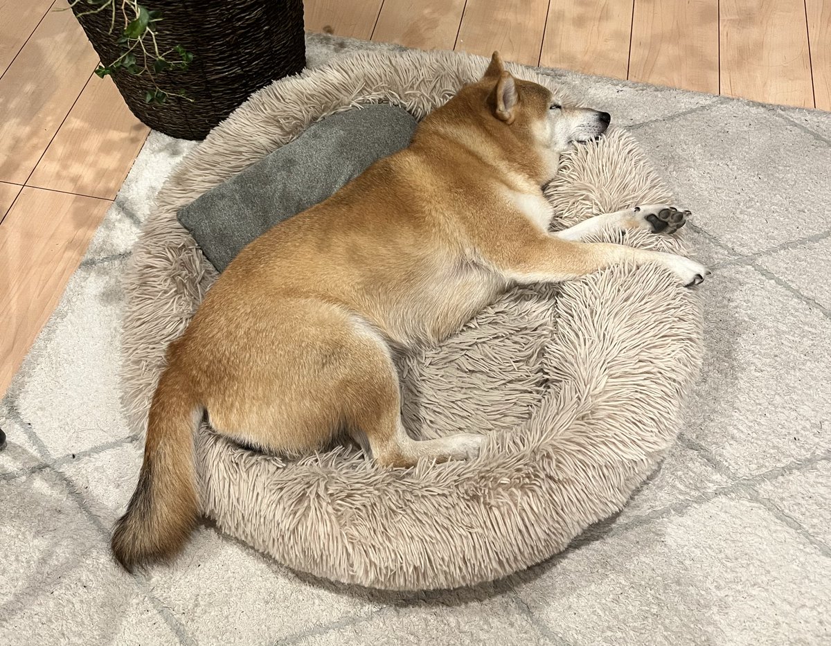 おとちゃん ホンダ（HONDA）1997年 Live Dio ZX・特別・限定仕様のカタログ情報