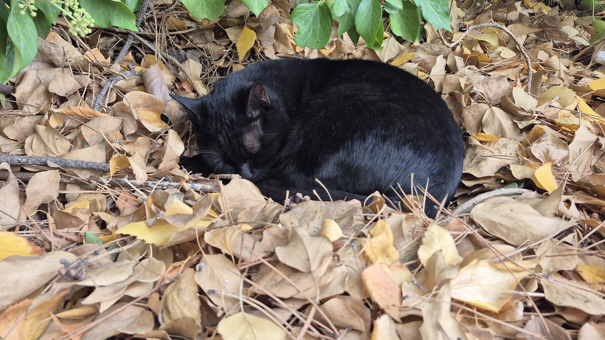 uhus's tweet photo. Kampüs güzeli #20 😻 https://t.co/qw65ZDLZ0K