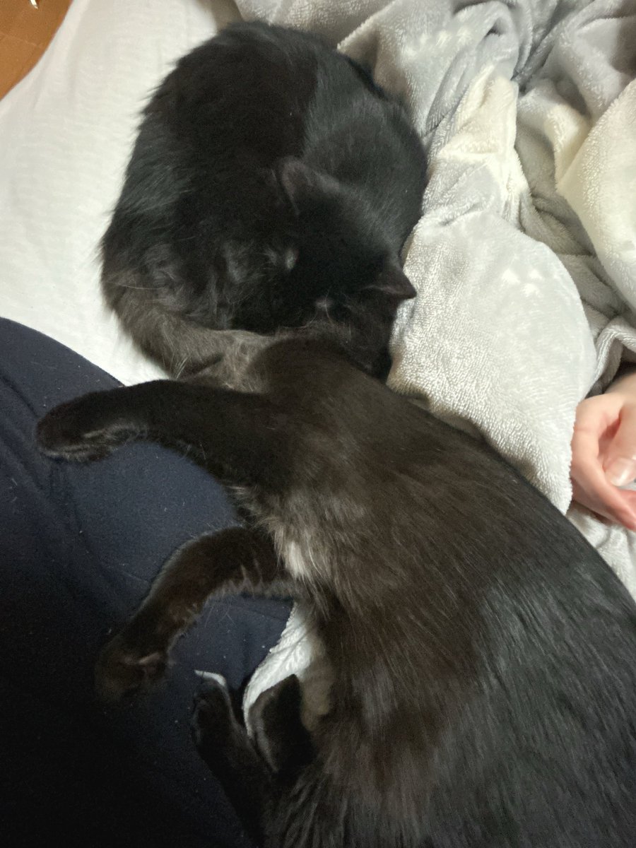 soyokaze0800's tweet image. 寝相いかれてて笑う