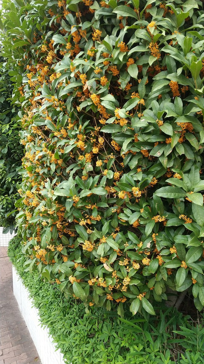 明智憲三郎 on X