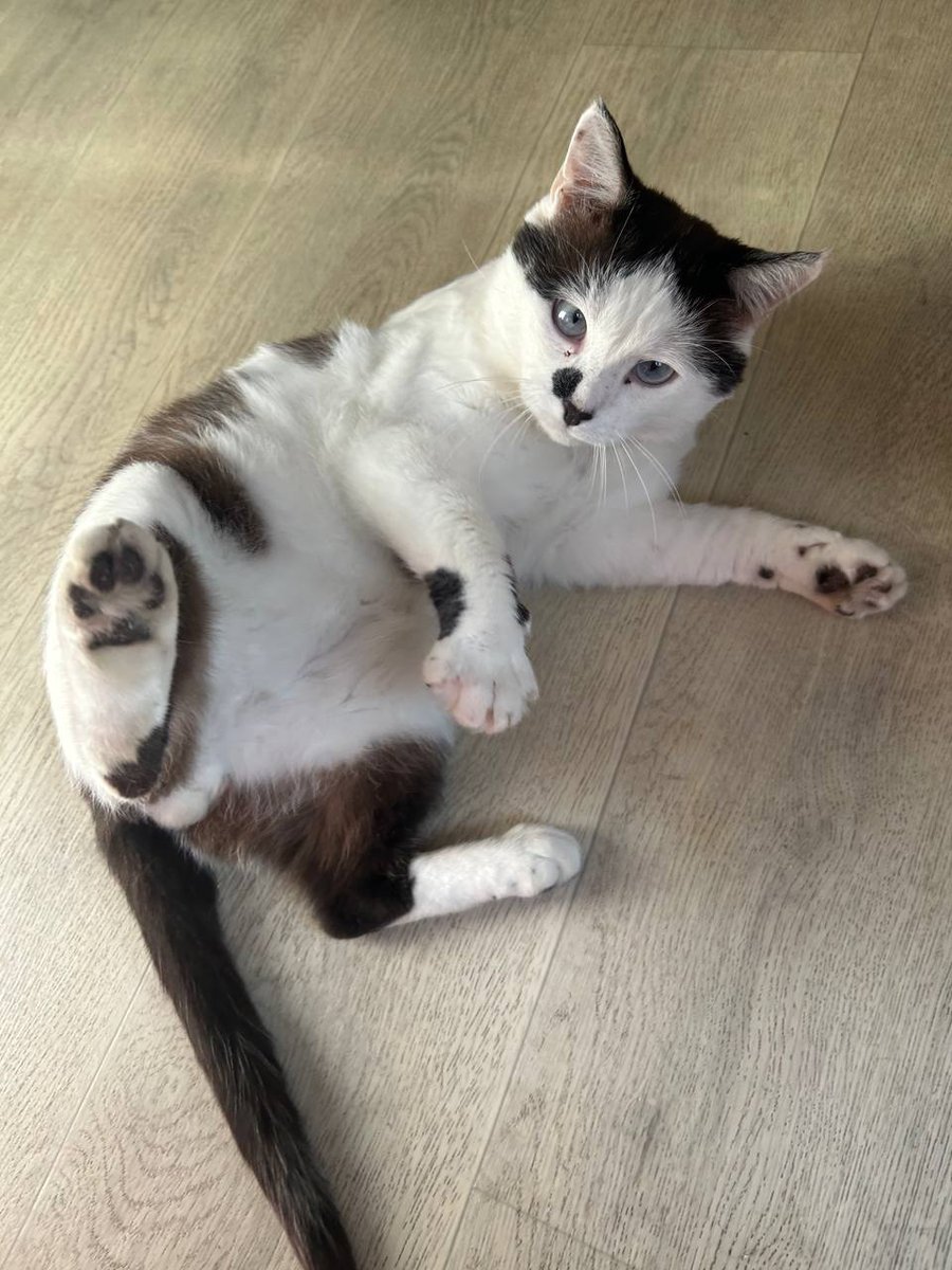 Господин Юю смотрите какой милаш!
Друзья, все котики, которых я тут показываю, ищут дом.
Поэтому делайте, пожалуйста, репосты ❤️❤️❤️