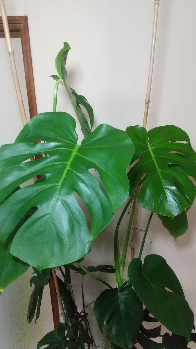 アニメ風観葉植物 Histeria no Japão | Piantare un giardino, Natura, Albero di