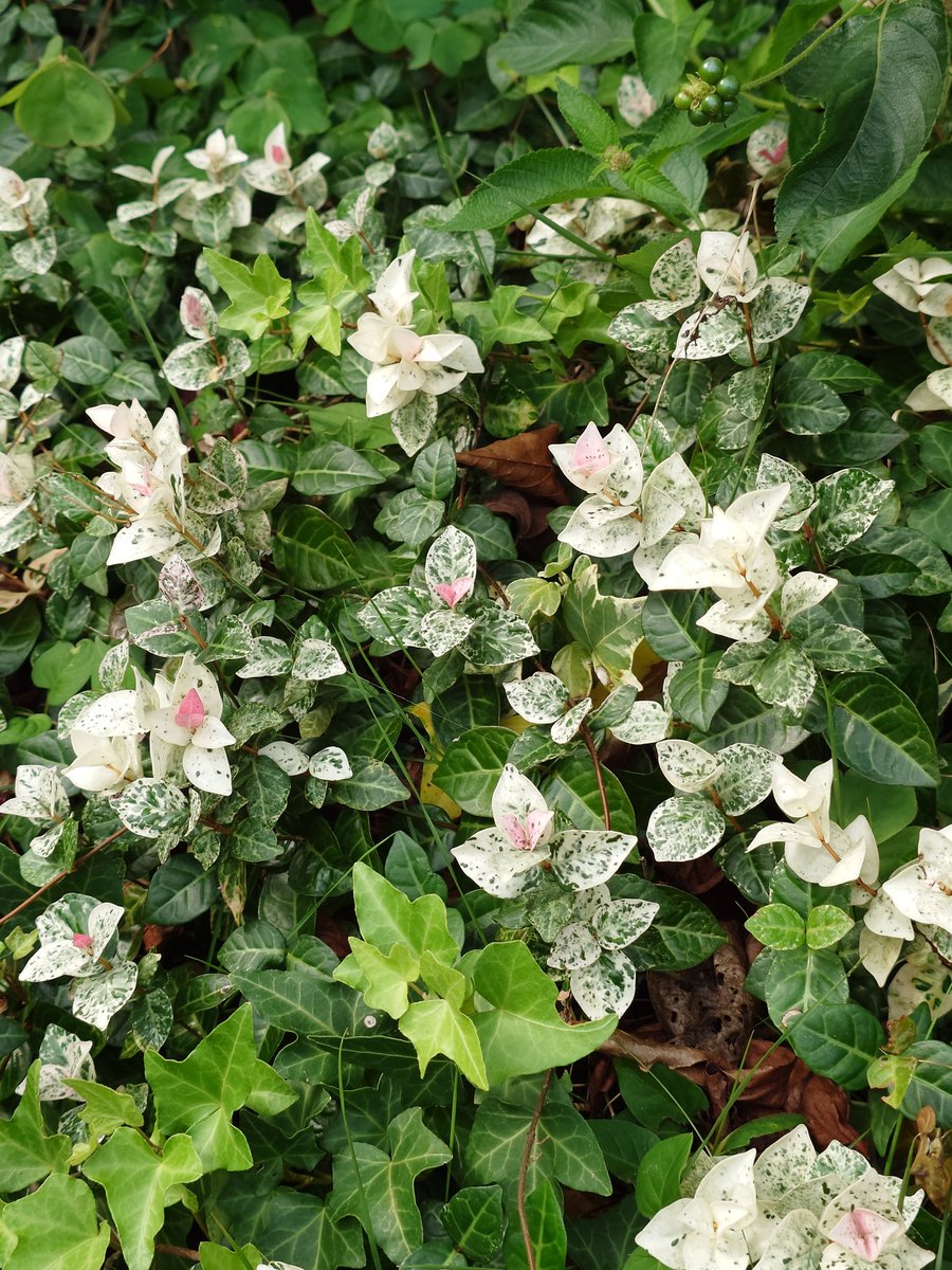 y/project たこ yacco on X