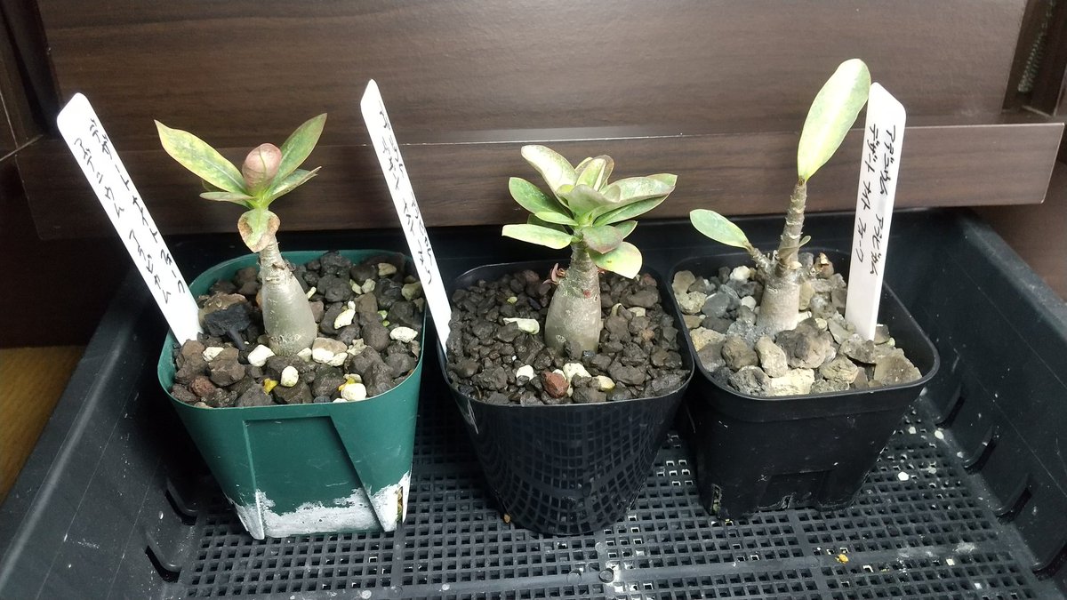 油彩画 アデニウム 1616テック家庭菜園研究所 on X