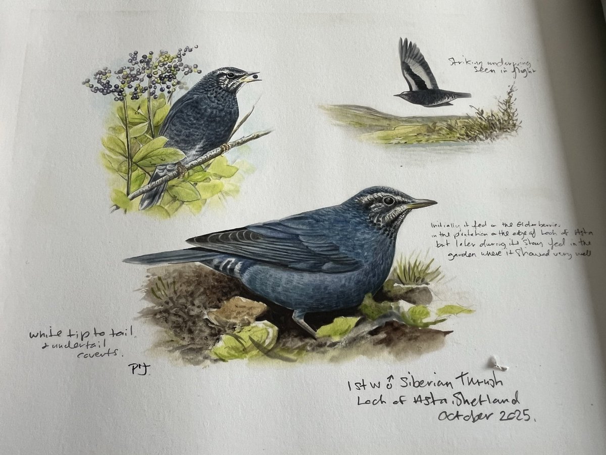 Colin Green (@greeny1955) on Twitter photo My latest piece of art work by Phil Jones. A print of the Siberian Thrush we saw on Shetland earlier this month, the image doesn’t do it justice, absolutely stunning. My latest piece of art work by Phil Jones. A print of the Siberian Thrush we saw on Shetland earlier this month, the image doesn’t do it justice, absolutely stunning.