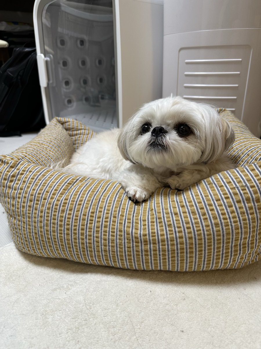 もったいない⭐︎ ALL STAR コンバース スニーカー オールスター PT HI 可哀想に！ お