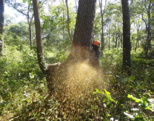 International Journal of Forest Engineering tweet media