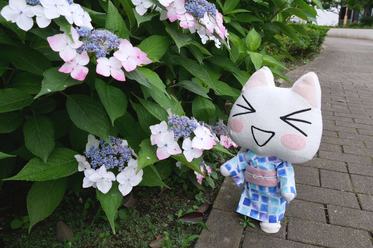 トラ子 (@torako83114606) / Posts / X