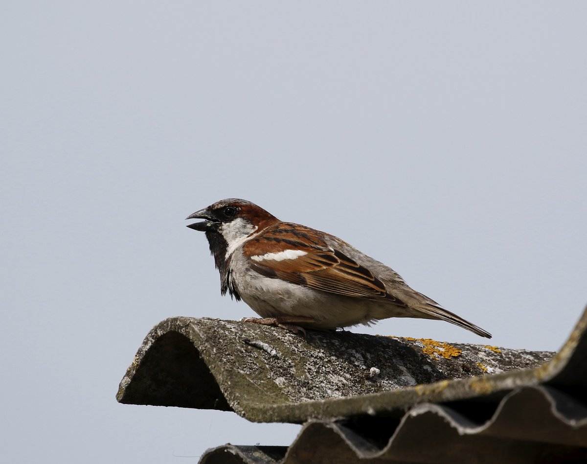 House Sparrow from Oare Marshes , one of my many favourite birds 😊