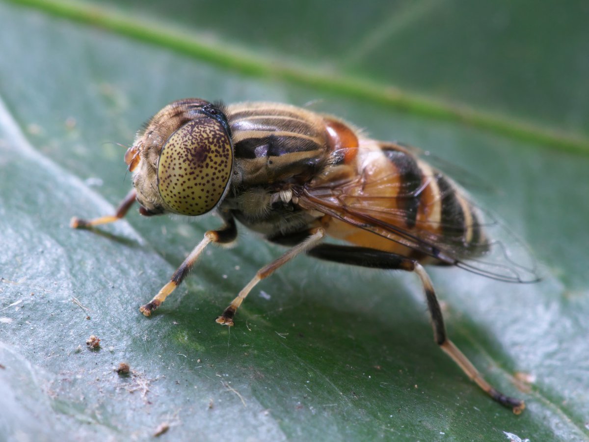 そらページ そらさん on X