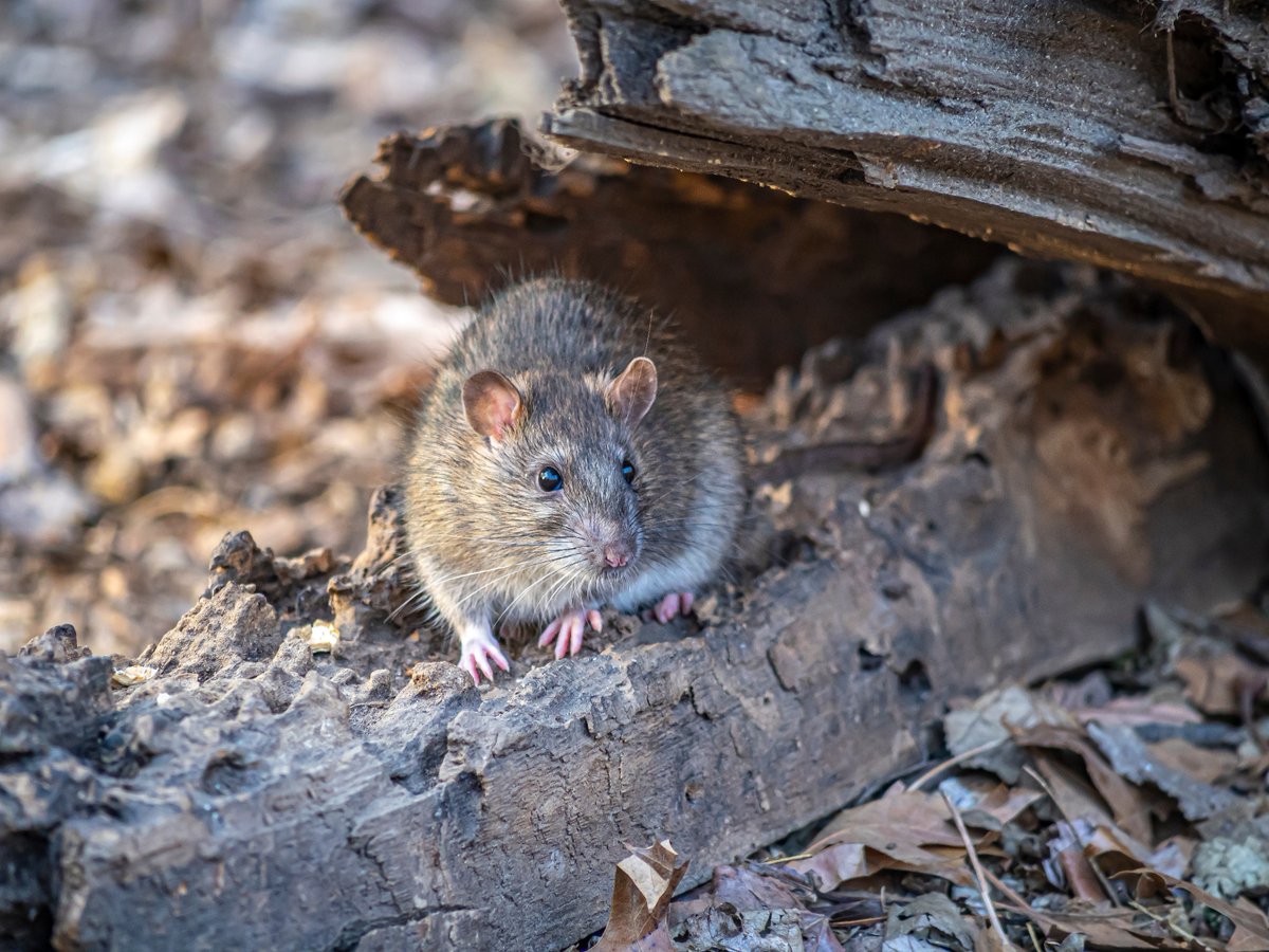 CollinsNets's tweet image. 💡Special offer ends soon - Get 10% off all rodenticides until 31st October! Buy now at the best prices to stock up for the winter season. 
collinsnets.co.uk/product-catego…
#rats #vermincontrol #specialoffer #collinsnets #lodi