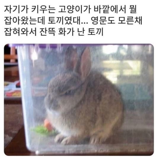 화난 토끼