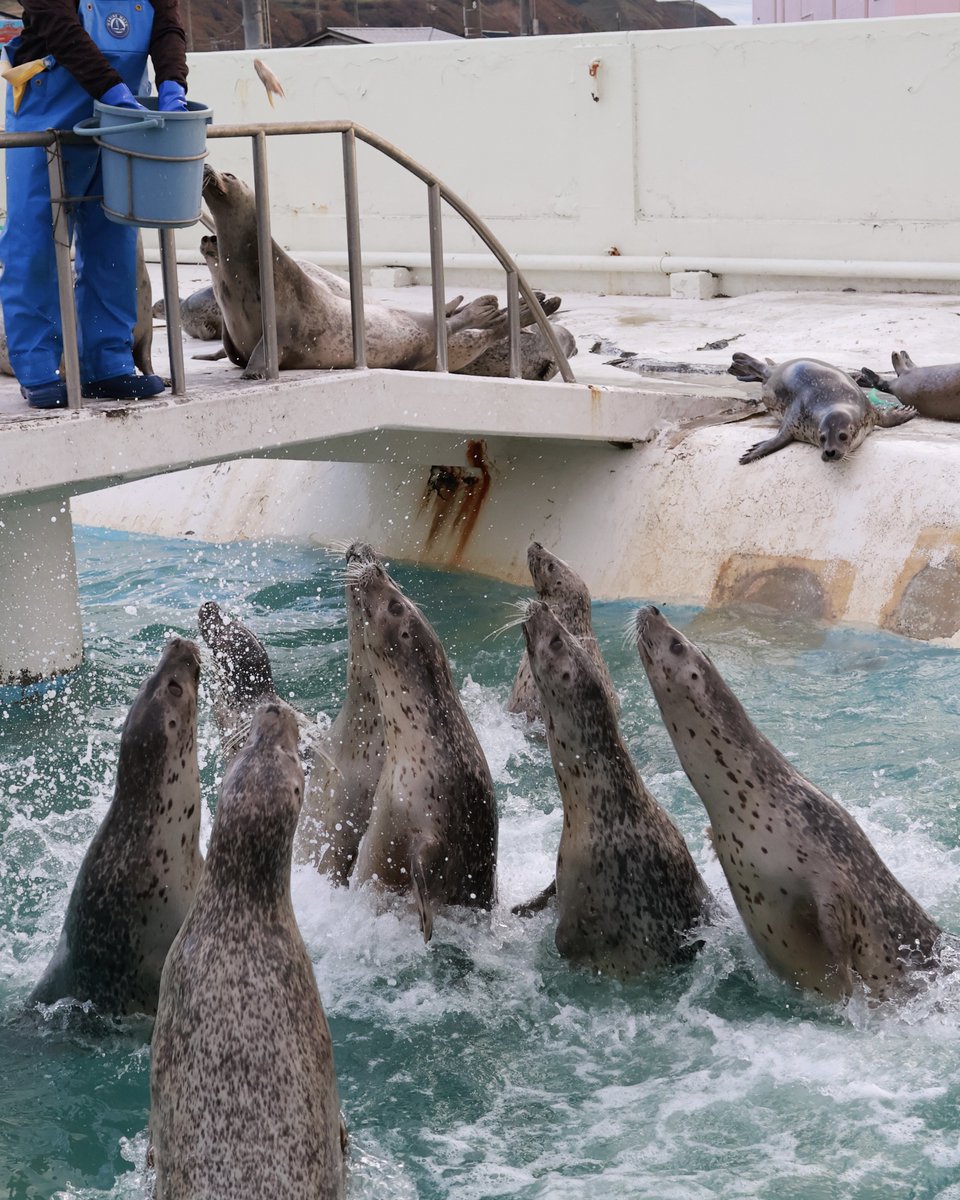 ＼   🦭🦭🦭　／
　＼  🦭🦭  ／

2025.10 #ノシャップ寒流水族館