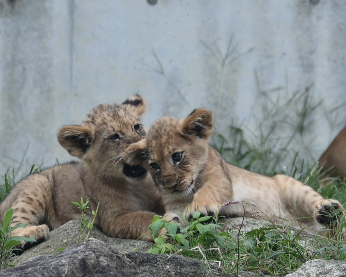 2525♡ページ ちょちょぎれ太 on X