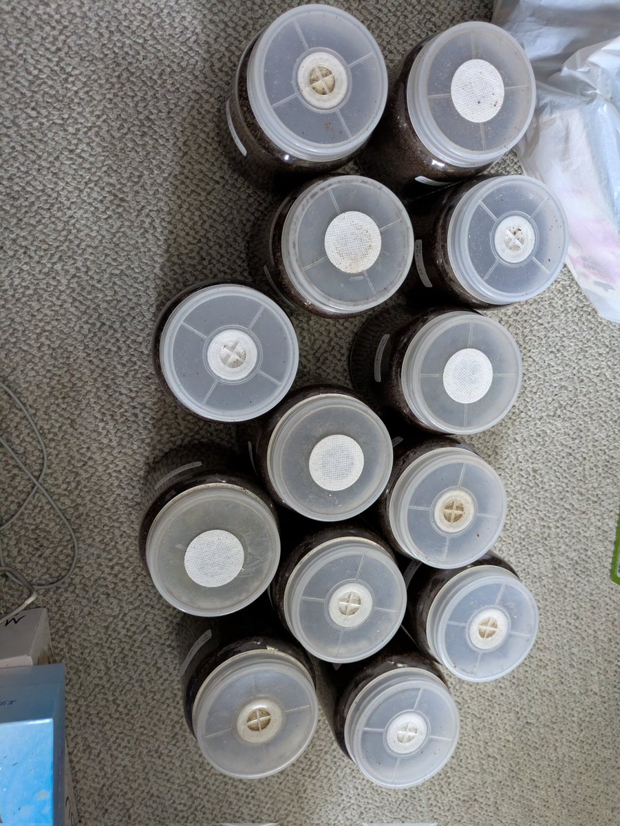 水草⭐︎様 リクエスト 4点 まとめ商品 Amazon.co.jp: （水草）おまかせ水上葉 レイアウトセット