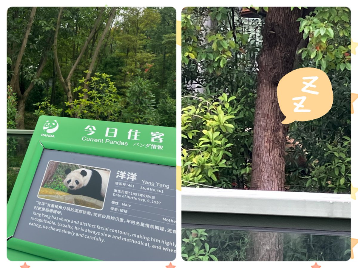 もしかして今成都基地の展示エリアにいる最高齢🐼さんなのでは？
アトランタ帰りの伦伦さんは
和花ちゃんの父方のお祖母様！
お隣にはご主人の洋洋さん(木陰で爆睡中💤)で、彼はたんたんさんの異母弟です🐼🇺🇸🐼

Oct.2025

#ジャイアントパンダ
#成都大熊猫繁殖研究基地