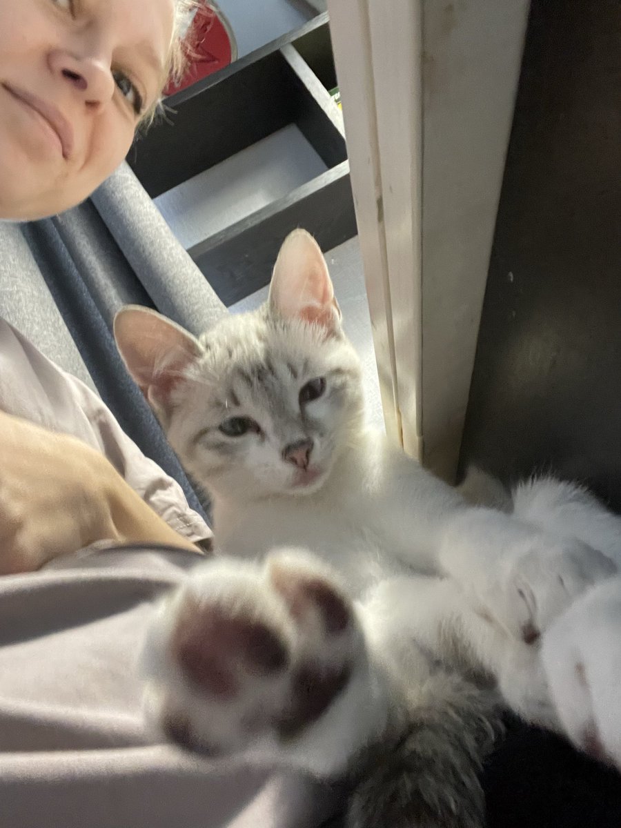 и Компотя не понимает, почему его не гладят.