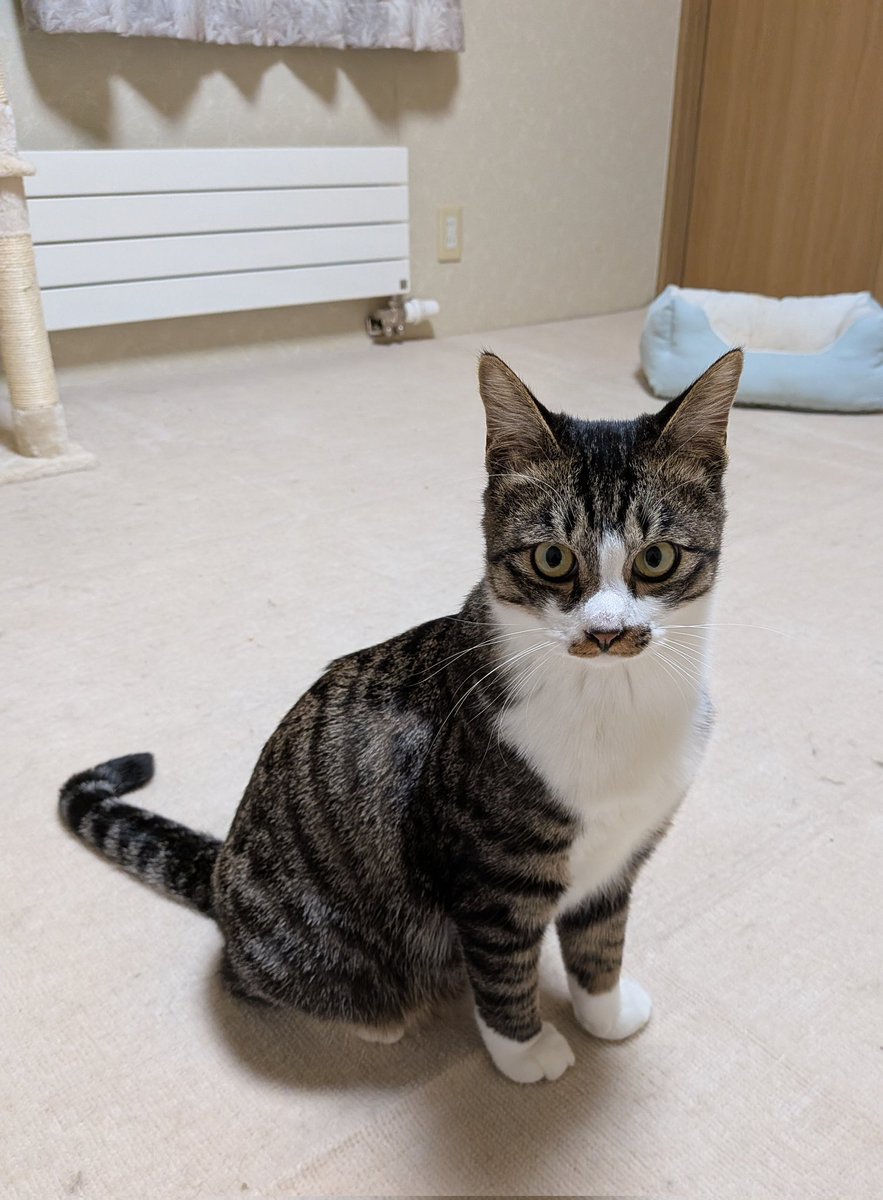 ねこばーぐページ nekokazoku222 オーダーメイドのTシャツを注文いただきました