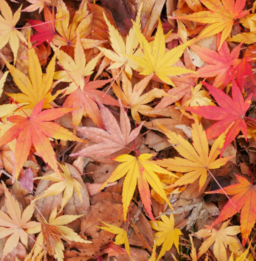 抹茶🍂🍁🍄 on X