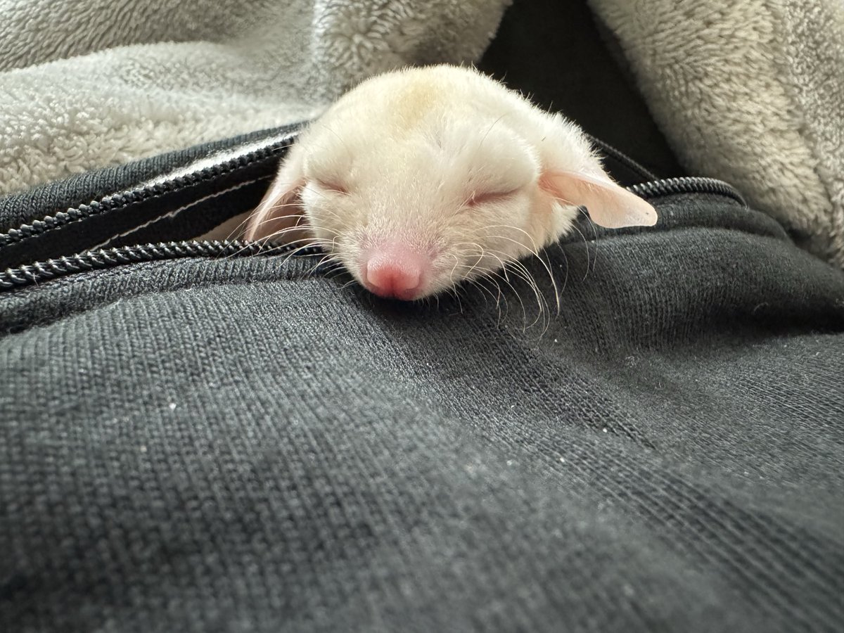 rin momo♡モモンガポーチ屋さん/JH浜松出店します rin momo♡モモンガポーチ屋さん/JH浜松出店します