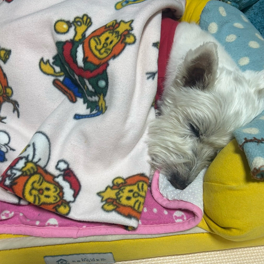 ちいちゃんです。 ちーちゃんですけどもっ第2巻発売中です❗️ (@ymc_cheezu