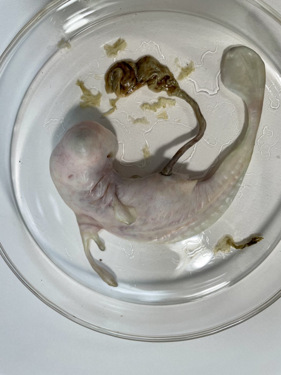 山本 翔@【10/23-11/3】大阪 高槻阪急スクエア on X