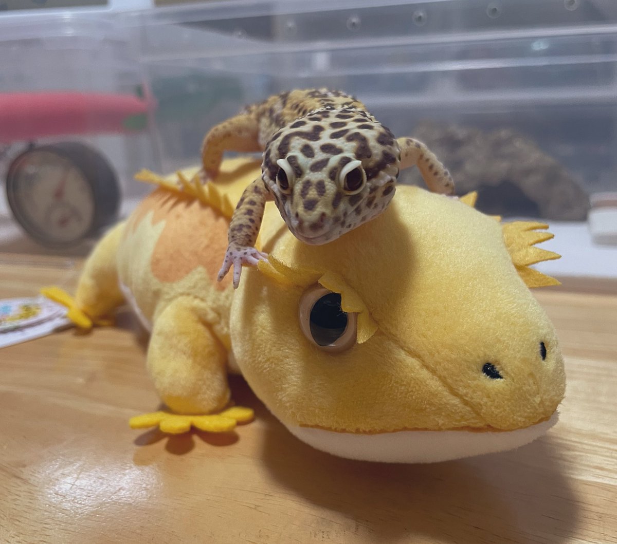 ベルたんとクレス♡